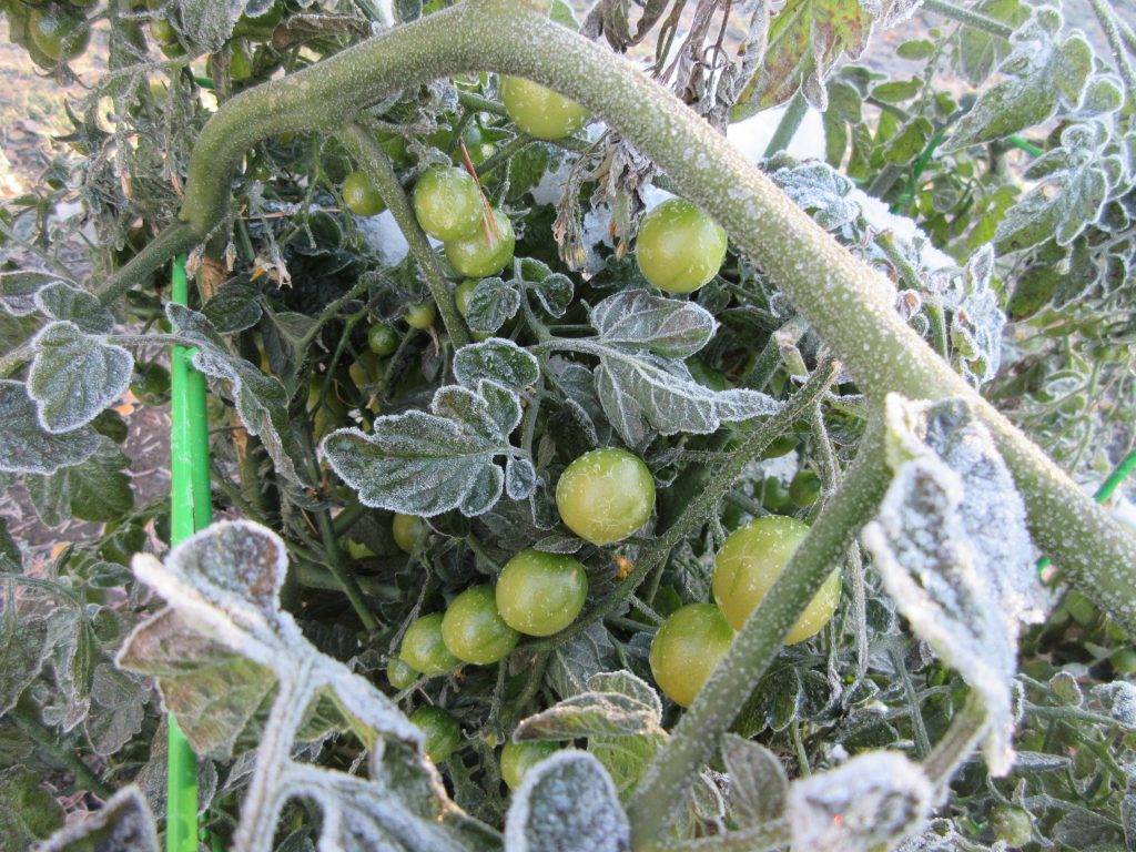 Что делать если подмерзли помидоры в теплице, как оживить померзлую рассаду