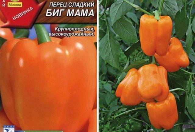 Перец "биг бой": отзывы, фото, описание сорта, урожайность