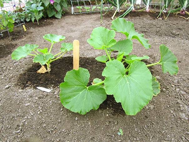 Как вырастить большую тыкву на даче в открытом грунте: пошаговая инструкция и секреты опытных агрономов
