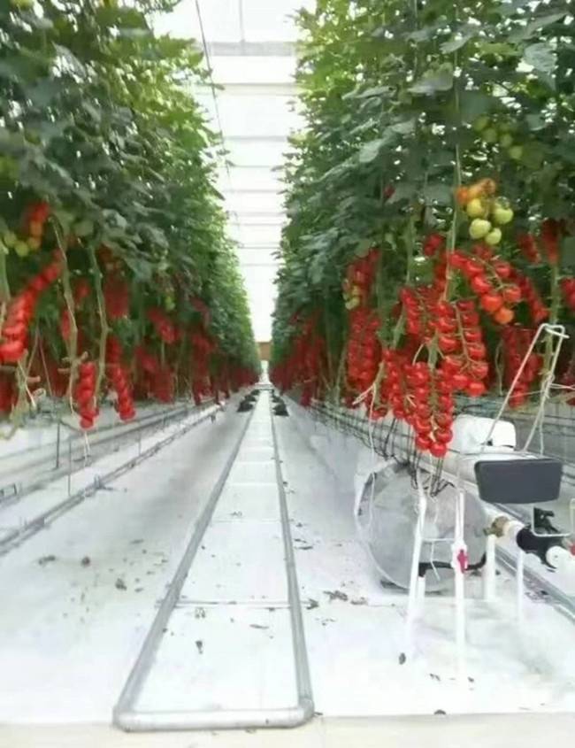 3 метода выращивания томатов на гидропонике