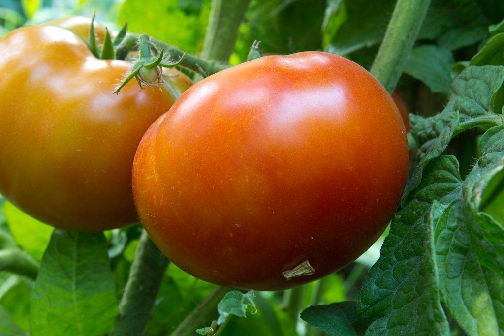 Томат "король рынка": описание сорта, характеристики плодов-помидоров, рекомендации по уходу и выращиванию русский фермер