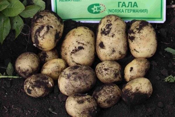Описание сорта картошки гала