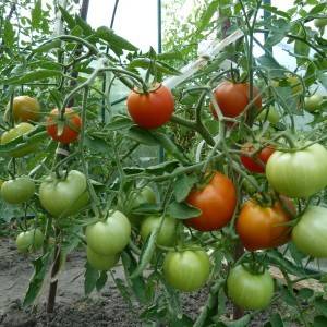 Томат «верлиока». отзывы. фото. урожайность – все о томатах. выращивание томатов. сорта и рассада.