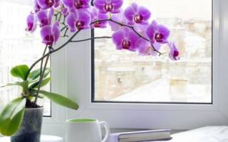 Подробно о том, как цветет орхидея в домашних условиях