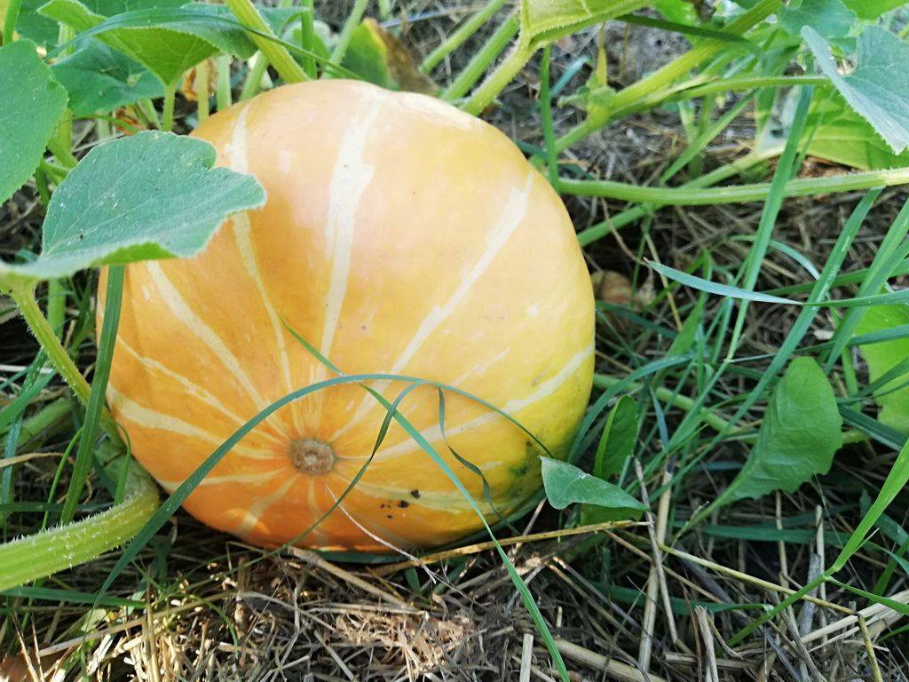 Голландский раннеспелый гибрид тыквы «матильда»: выращиваем до 15 кг плодов с квадратного метра