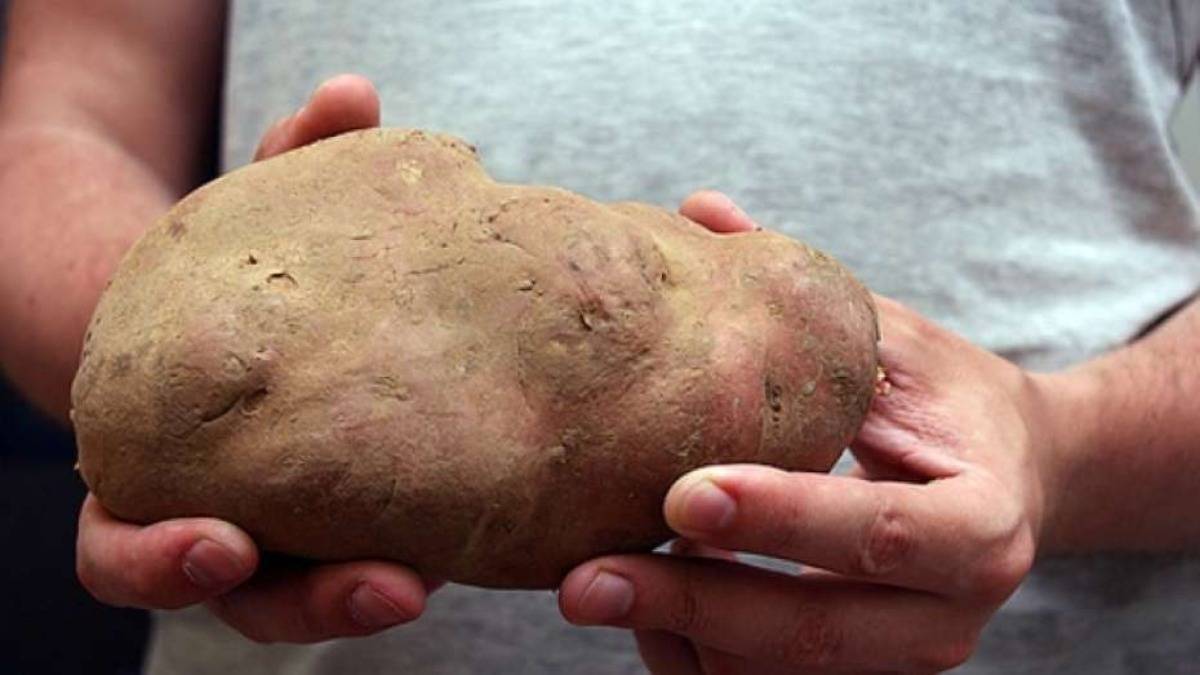 Картофель великан описание сорта. Самый крупный картофель. Самый крупный клубень картофеля.