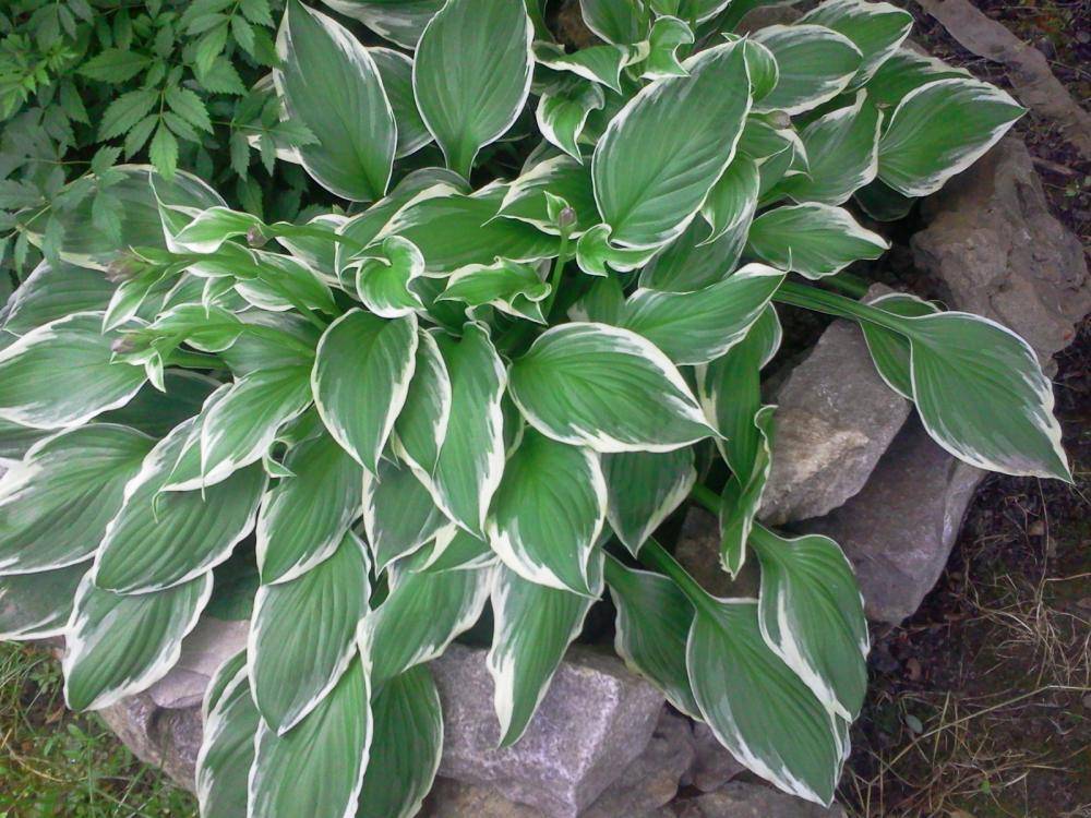 Хоста зибольда (hosta sieboldiana): характеристики, посадка и уход, выращивание, размножение