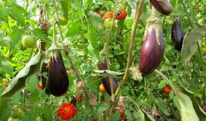 Что можно сажать и выращивать в теплице вместе с помидорами? можно ли посадить рядом томат и землянику? русский фермер