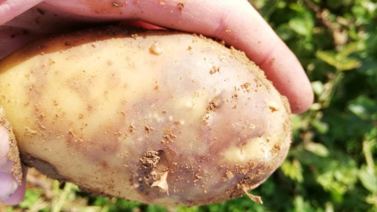 Рак у картошки фото и описание