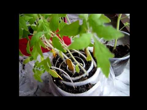 Секреты выращивания рассады томатов в улитках и пикировки в пеленки
