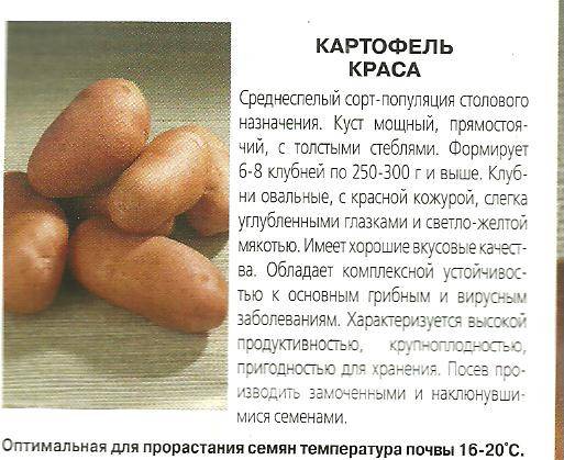 Картофель краса отзывы. Сорт картофеля Краса. Характеристика картофеля. Картошка Краса описание сорта. Картофель основные характеристики.