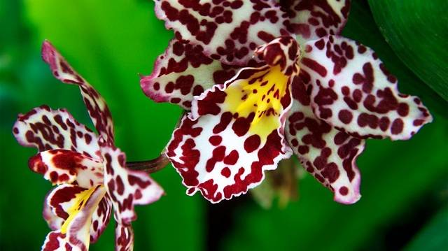 Королевская орхидея (24 фото): описание больших орхидей фаленопсис, выращивание гигантских цветов, самые крупные орхидеи в мире