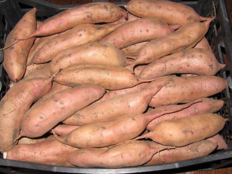 Сладкий картофель батат - правила выращивания