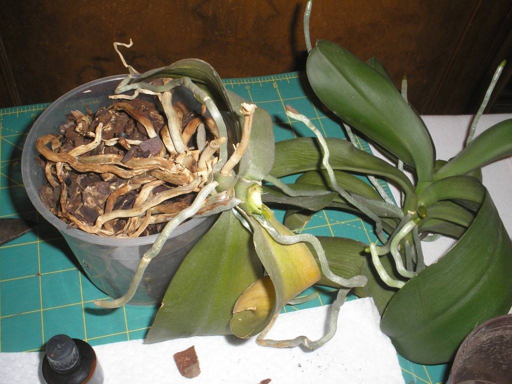 Орхидея уход в домашних условиях в фото пошагово
