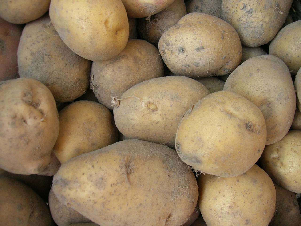 Картофель лучшие сорта для черноземья — сад и огород