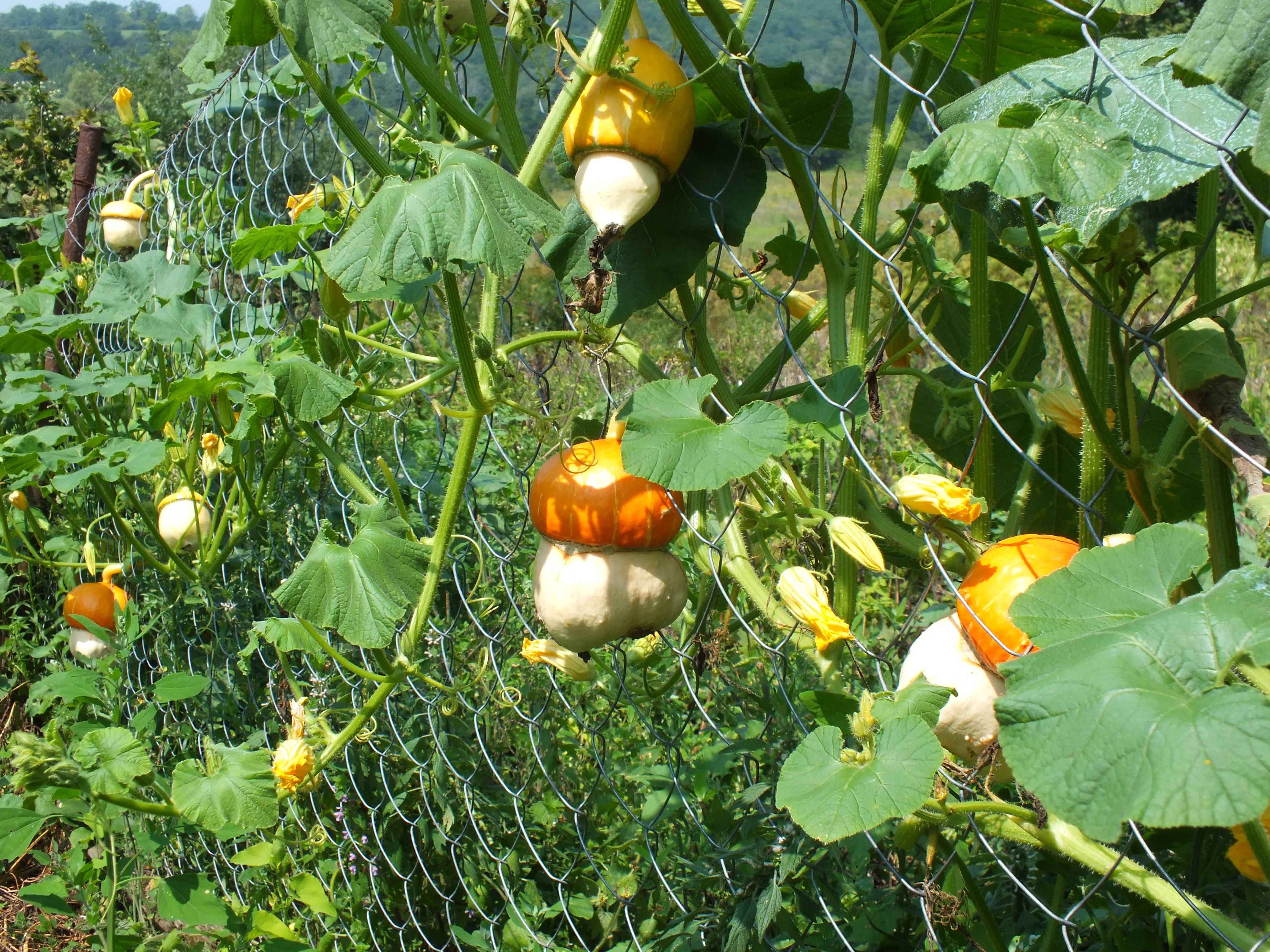 Декоративная тыква-груша: рекомендации по выращиванию, уходу, описание видов