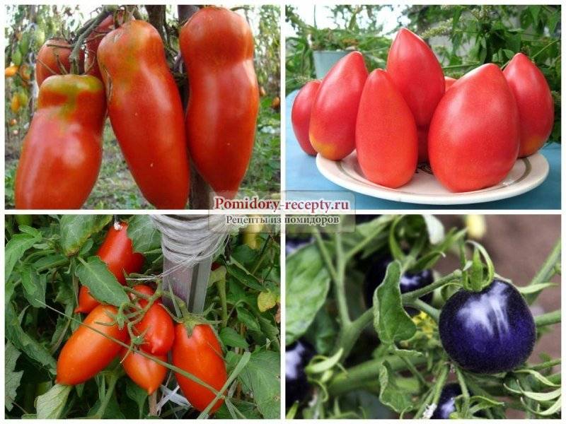 Лучшие сорта баклажанов - 15 самых крупных, вкусных, урожайных для теплицы и открытого грунта