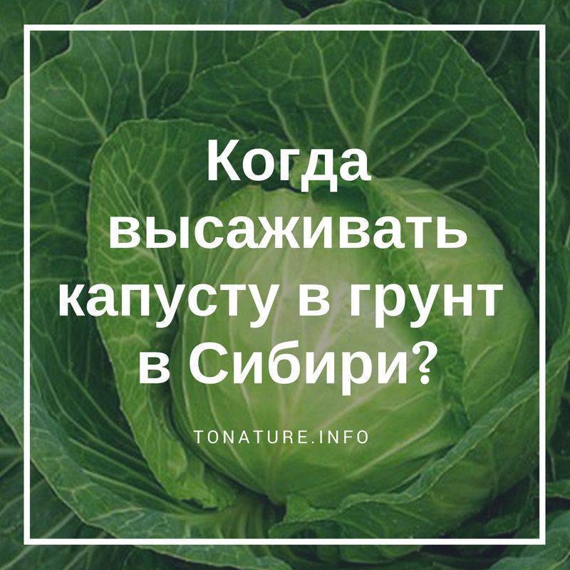 Когда сажать капусту: сроки, когда можно сеять в открытый грунт и теплицу по лунному календарю 2019