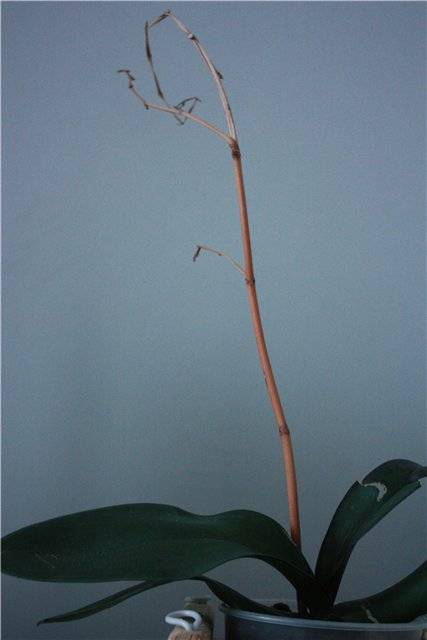 Что делать, если орхидея засохла? как ее спасти? почему сохнет стрела? как реанимировать орхидею, если она засыхает от недостатка влаги?