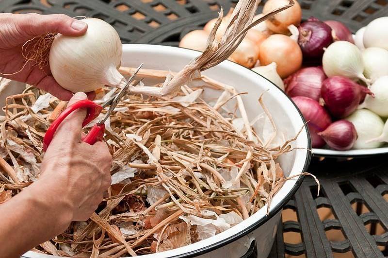 Как сушить чеснок после выкапывания: где и сколько проводить процедуру в домашних условиях с видео