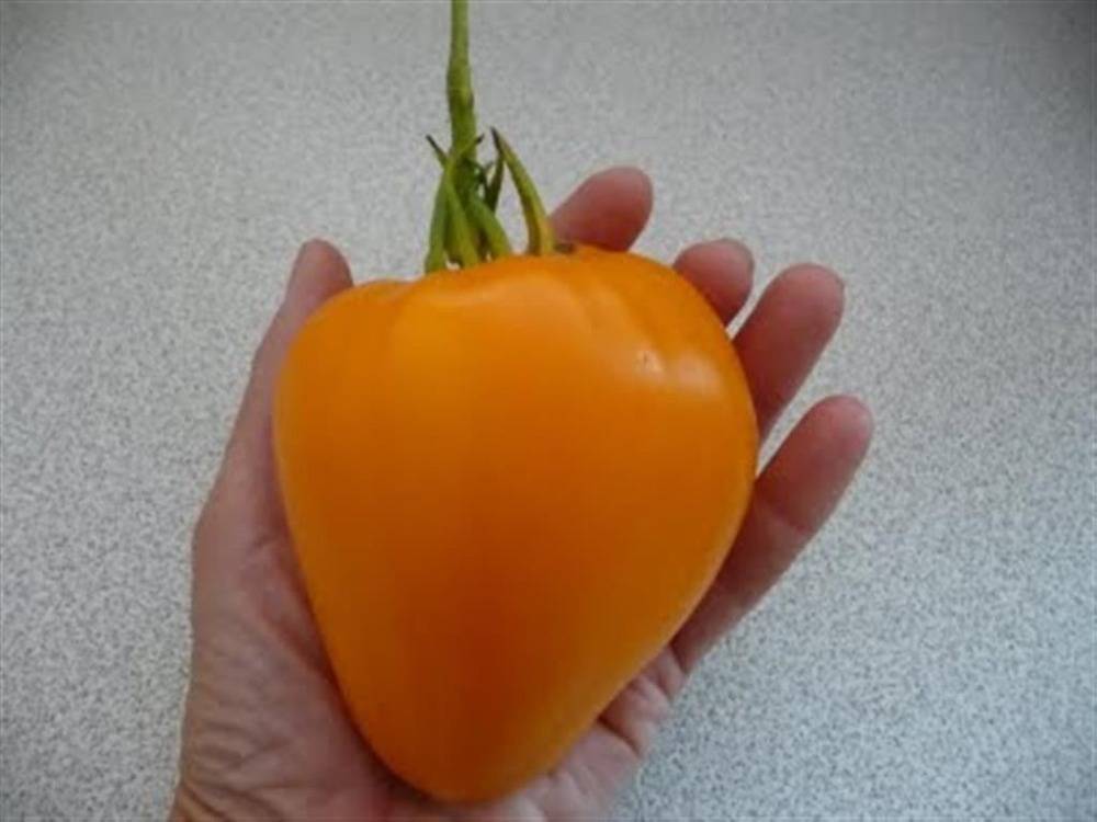 Выращивание томата золотое сердце