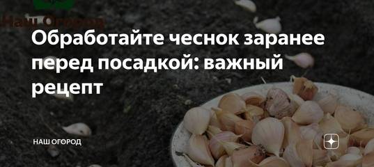 Особенности весеннего ухода за чесноком