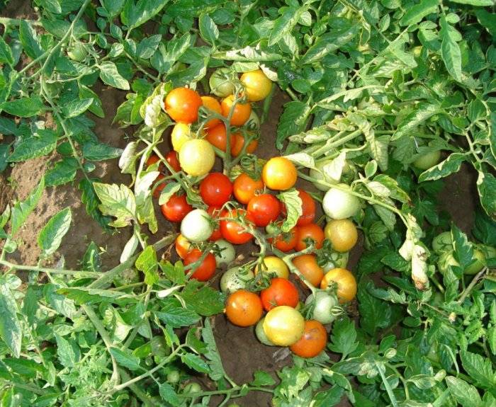 Вкусный сорт томатов москвич