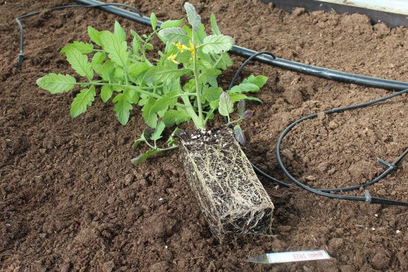 Высадка рассады помидор в теплицу: как правильно высаживать, посадить и сеять в парник томаты, выращивание
