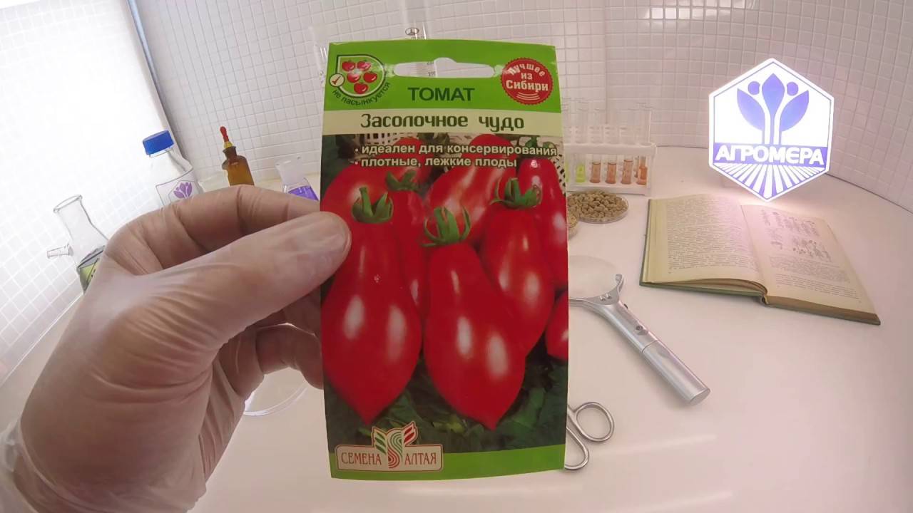 Сорт помидор засолочное чудо отзывы и фото