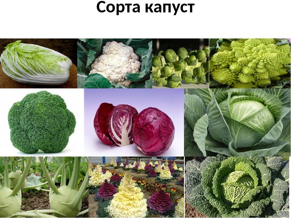 Виды капусты: их фото, названия и описания