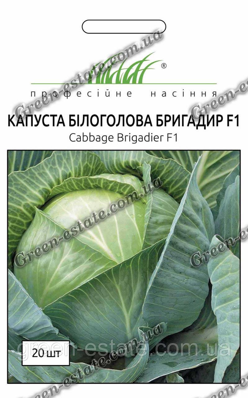 Капуста, сорт бригадир f1