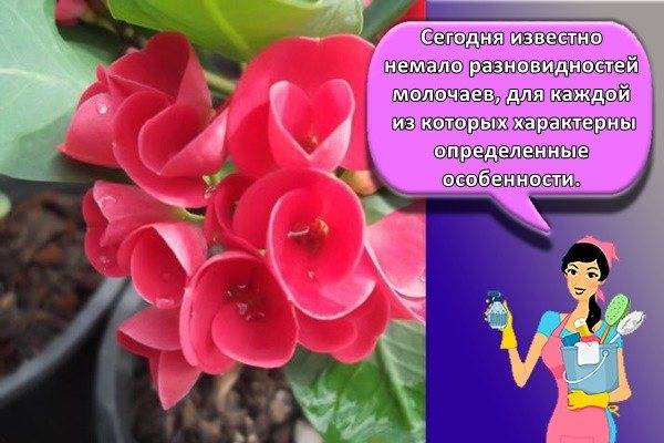 Молочай: суеверия и приметы, можно ли держать дома, беложильчатый