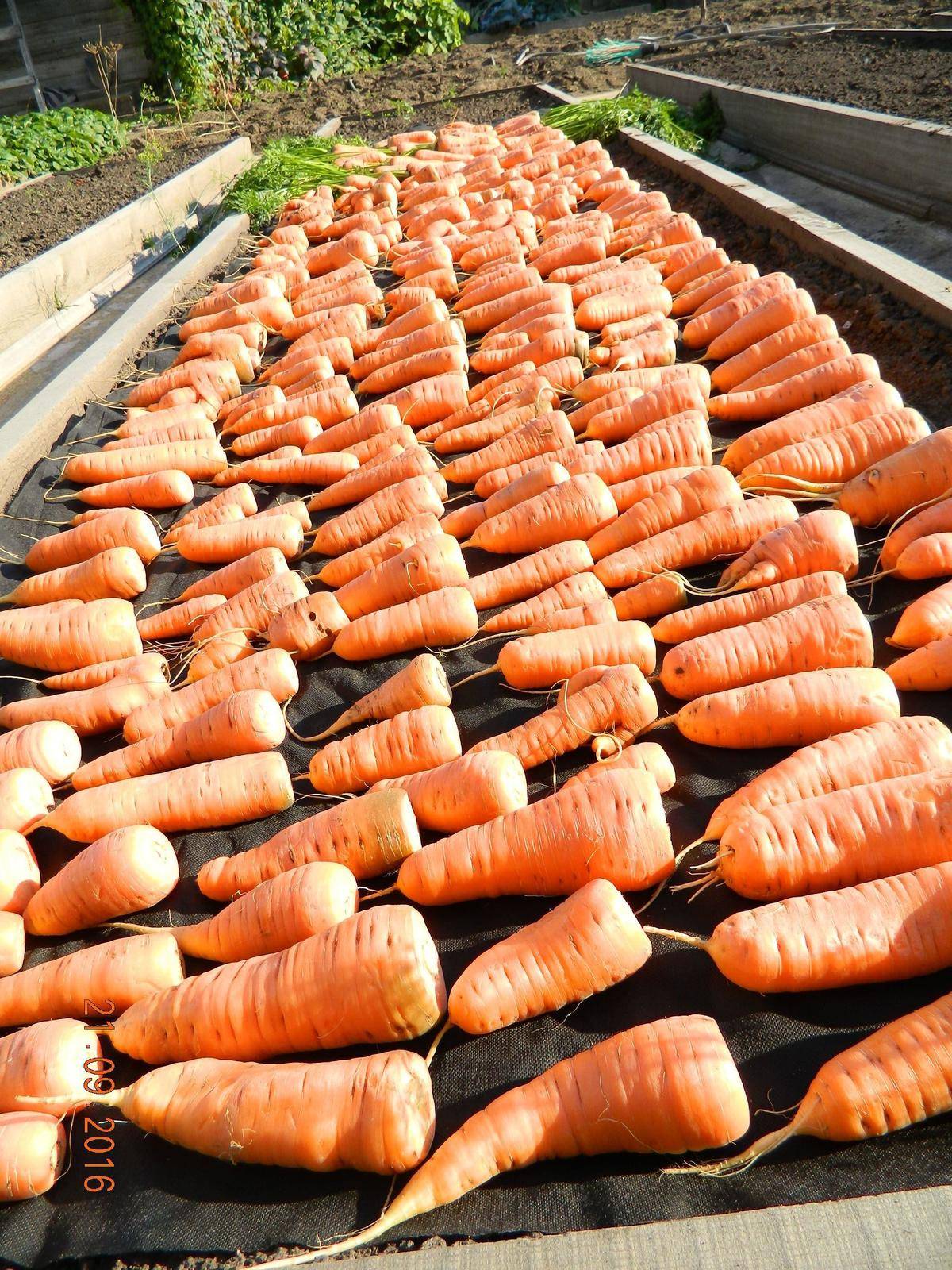 Как лучше хранить морковь. Морковь. Хранение моркови. Хранение морковки. Хранение моркови на зиму.