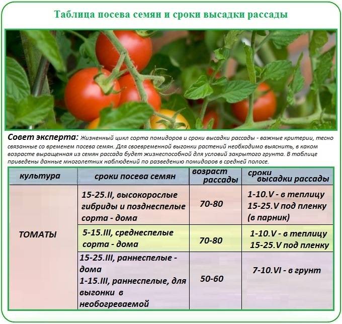 Когда сеять помидоры на рассаду и в теплицу в 2021 году: сроки посадки