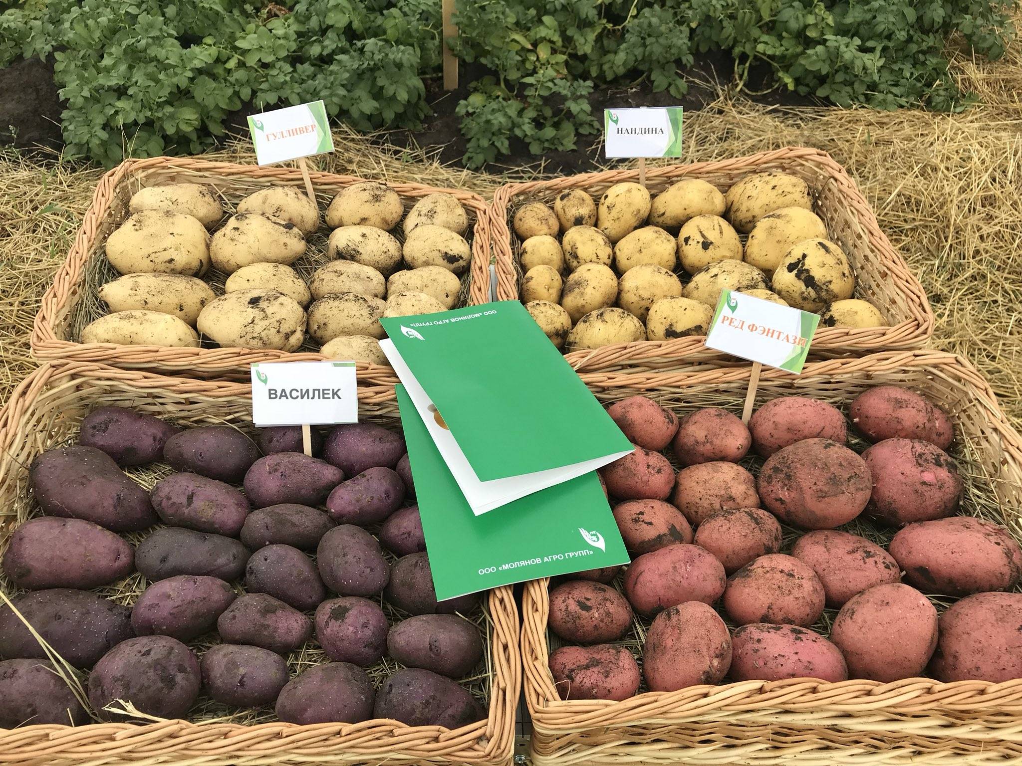 Разновидности картофеля фото и названия
