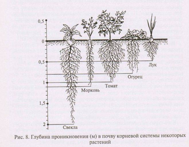 ✅ на какую глубину сажать помидоры - питомник46.рф