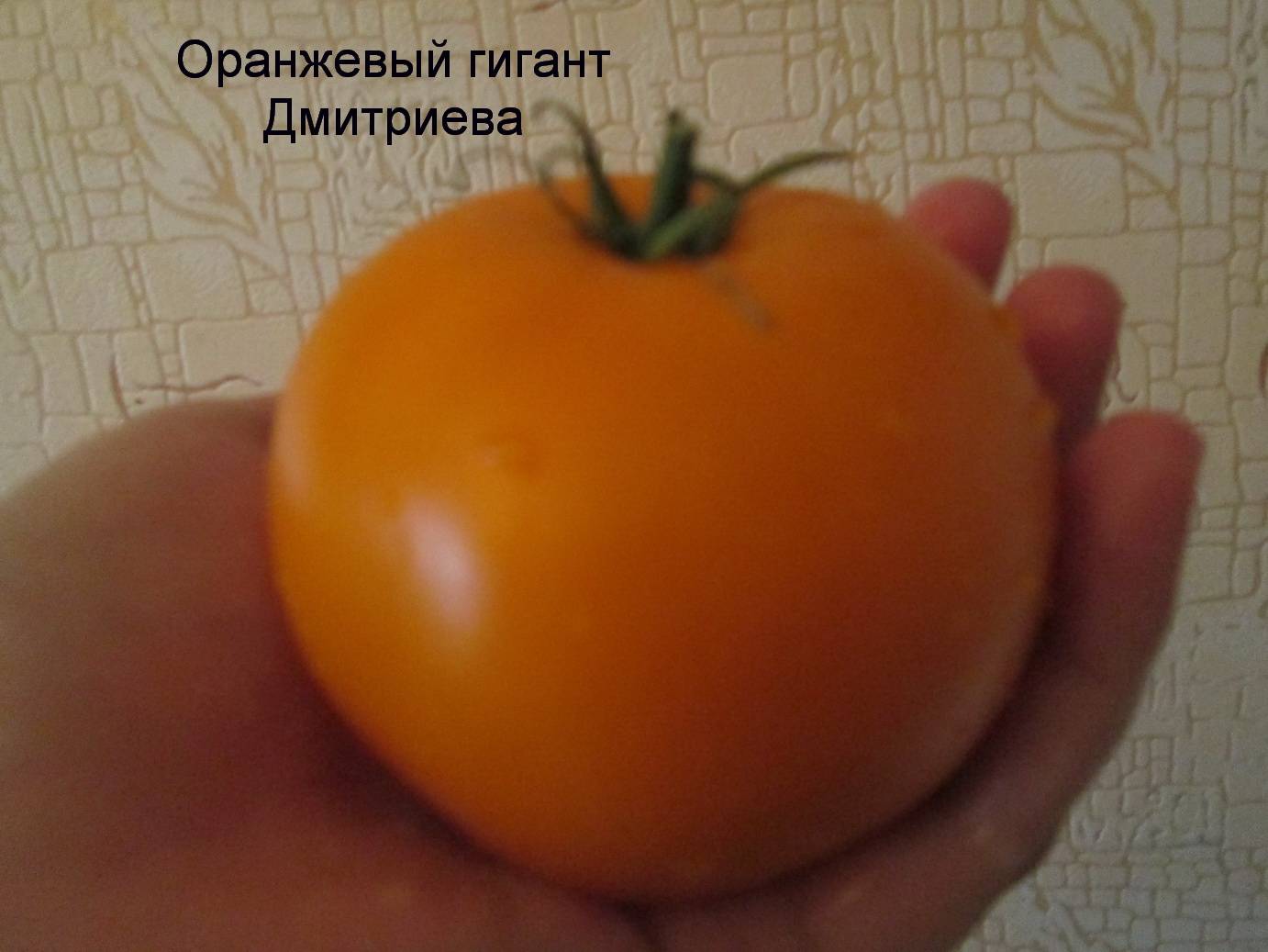 Томат оранжевый гигант: характеристика сорта, отзывы, урожайность
