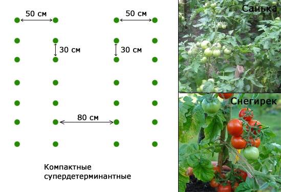 Особенности посадки помидоров в теплицах из поликарбоната