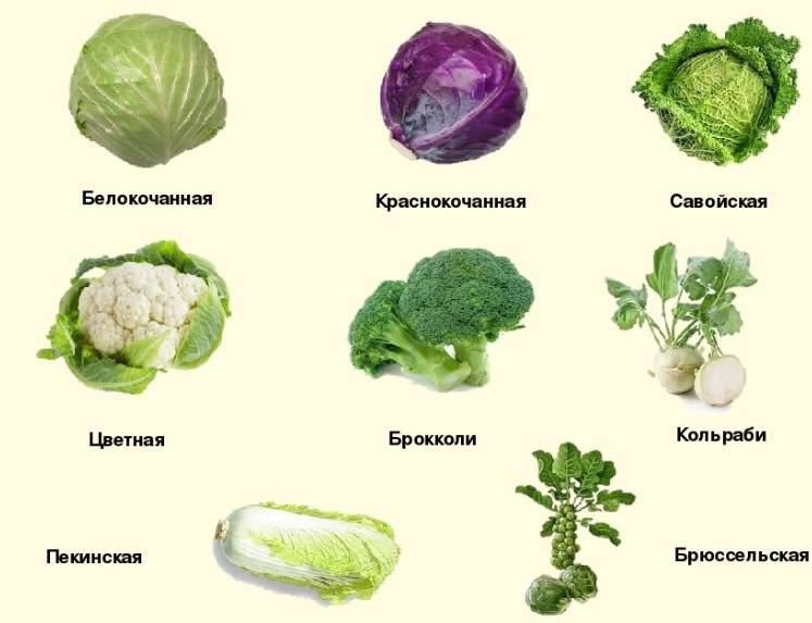 Декоративная капуста: сортовое разнообразие и секреты выращивания