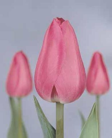 Тюльпаны «барселона»: описание сорта и особенности его выращивания