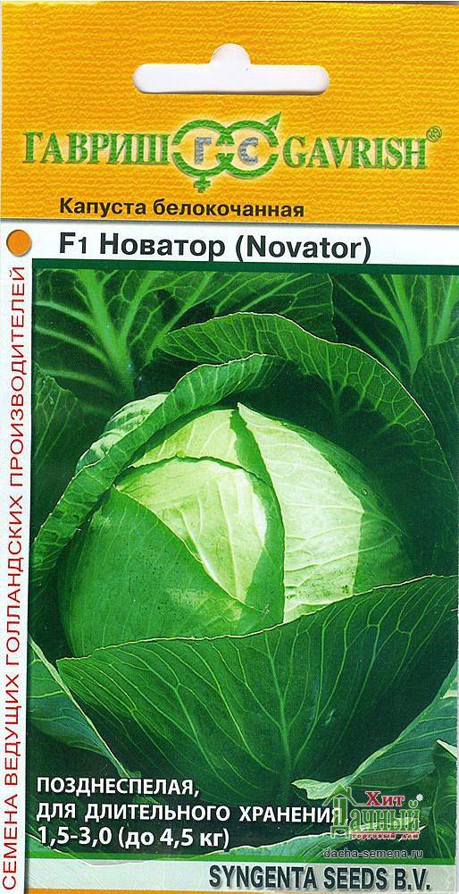 Капуста новатор: описание