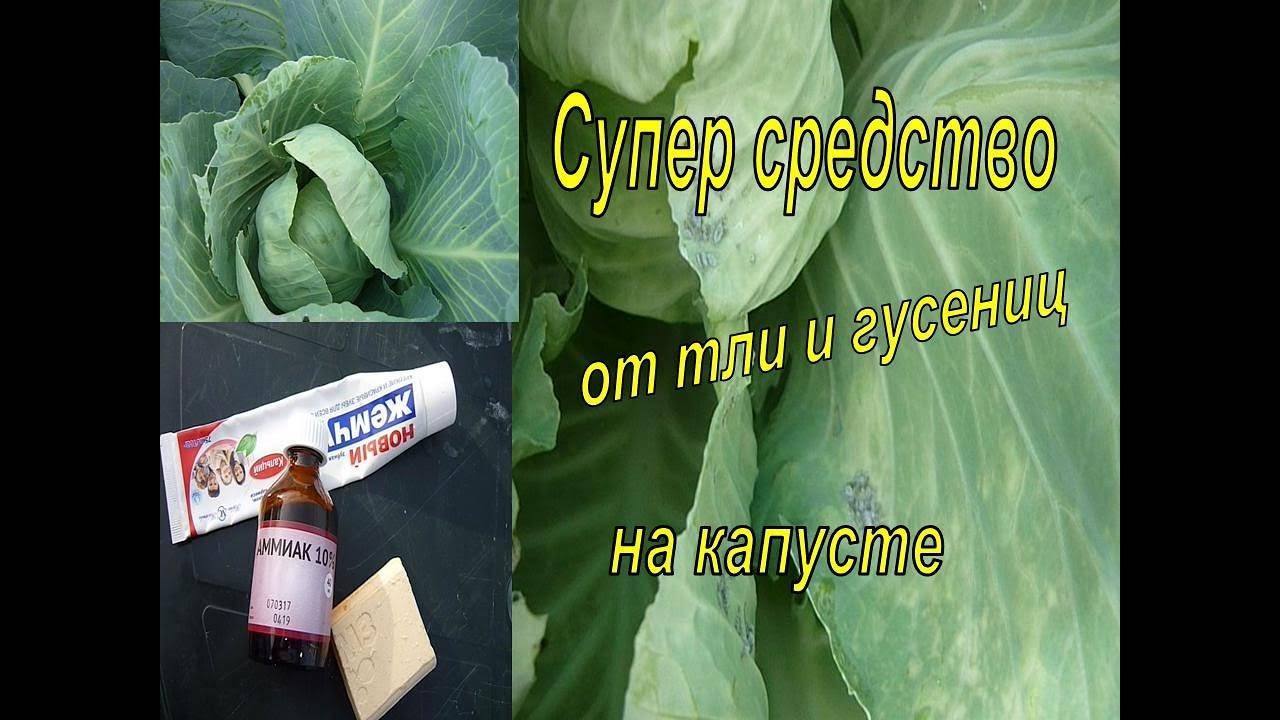 Вредители капусты и средства борьбы