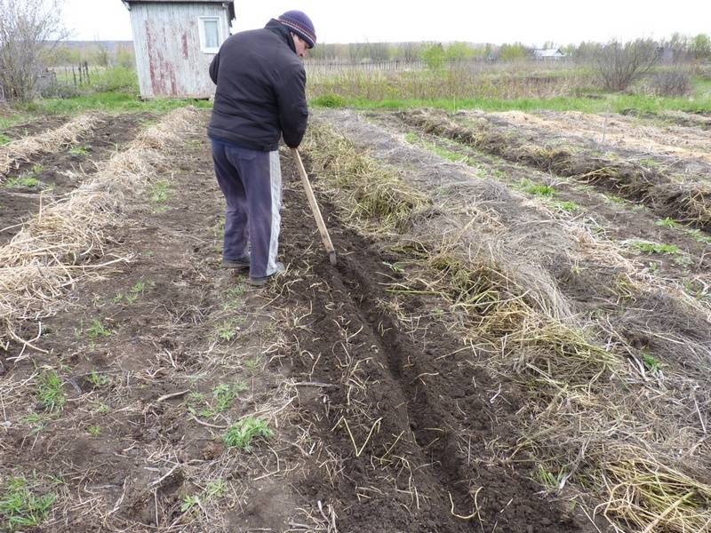 Какие сидераты лучше использовать весной под картофель, что нужно знать