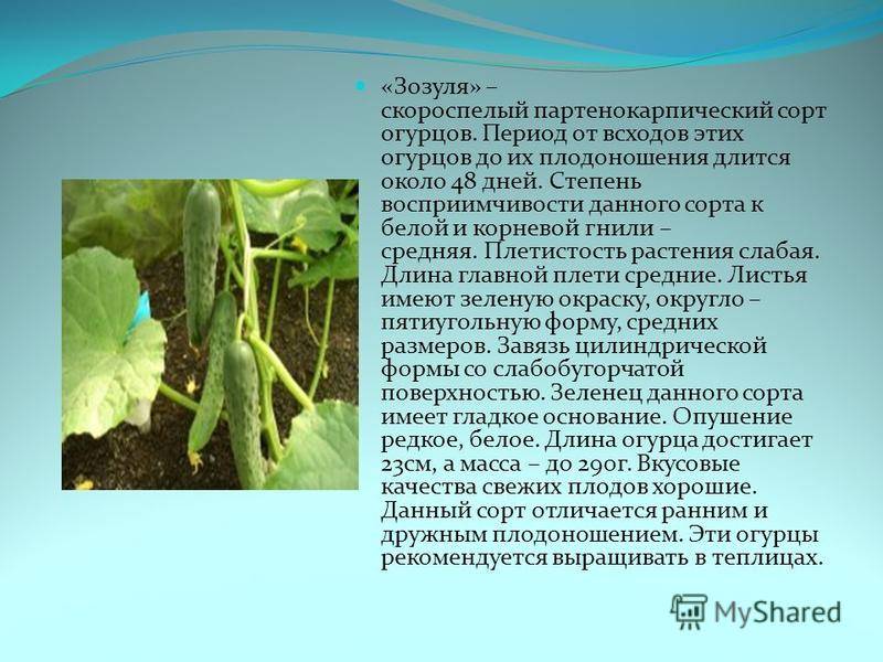 Партенокарпический сорт огурцов - что это? понятие, определение, обзор лучших сортов и особенности выращивания