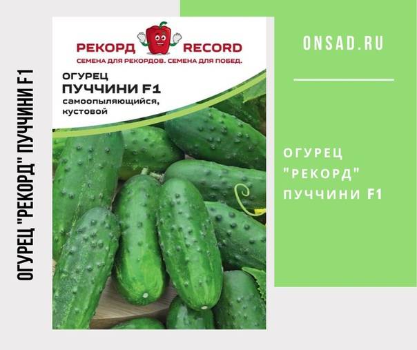 Лучшие сорта огурцов на букву п