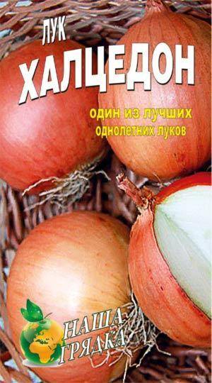 Лук халцедон: описание и характеристика репчатого сорта, посадка севка, посев семян в открытый грунт, выращивание и уход, и когда сажать и как вырастить на перо?