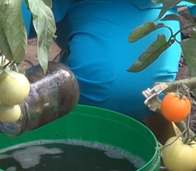 Подкормка помидор марганцовкой: как поливать и обрабатывать томаты от фитофторы в теплице, пропорции и отзывы