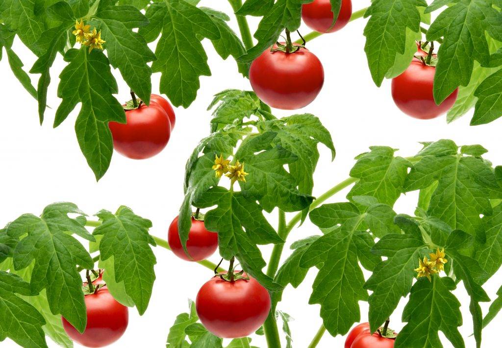Томат подсинское чудо — позднеспелый сорт помидоров с приятным вкусом | сад без проблем