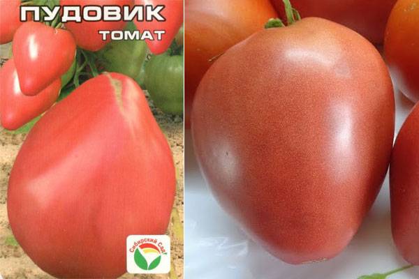Томат севрюга