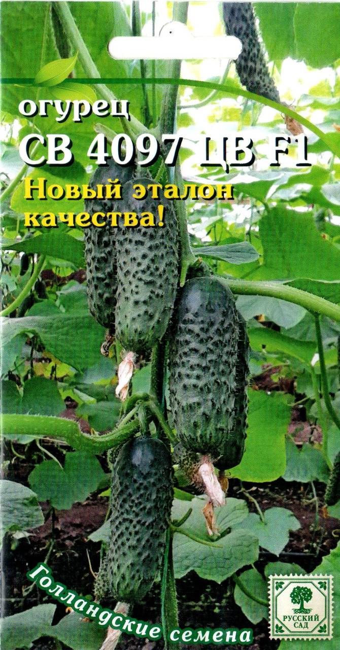 Рассказываем про огурец св 4097 цв с описанием преимуществ и основных характеристик